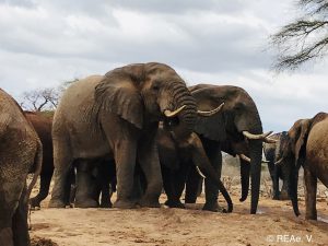 Wilde Bullen am Wasserloch von Ithumba