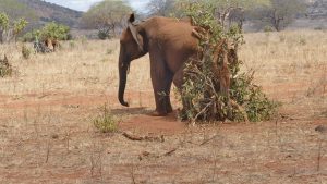 Embu beim Kratzen (c) Sheldrick Wildlife Trust