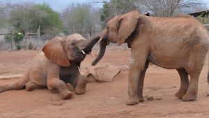 Mbegu (links) mit Ndotto (c) Sheldrick Wildlife Trust