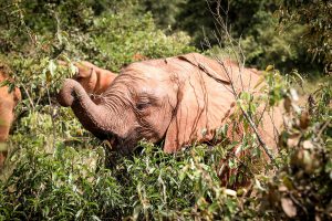 Mukkoka (c) Sheldrick Wildlife Trust