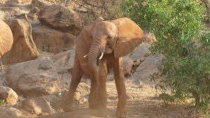 Panda (c) Sheldrick Wildlife Trust