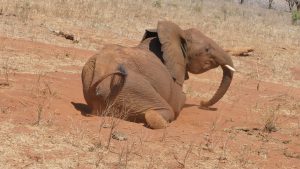 Rorogoi steckt seinen Fuß in ein Erdloch (c) Sheldrick Wildlife Trust