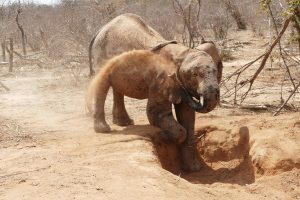 Galla beim Staubbaden (c) Sheldrick Wildlife Trust