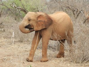 Naseku kratzt sich hinterm Ohr (c) Sheldrick Wildlife Trust