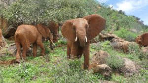 Araba (c) Sheldrick Wildlife Trust