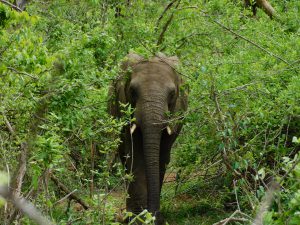 Faraja (c) Sheldrick Wildlife Trust
