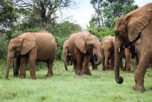 Kiasa, Dololo und Tagwa (c) Sheldrick Wildlife Trust
