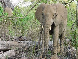 Shukuru auf Streifgang (c) Sheldrick Wildlife Trust