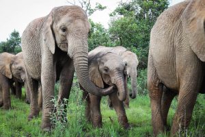 Tagwa und Roho (c) Sheldrick Wildlife Trust
