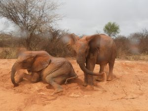 Kauro und Rapa beim Wälzen im Dreck (c) Sheldrick Wildlife Trust