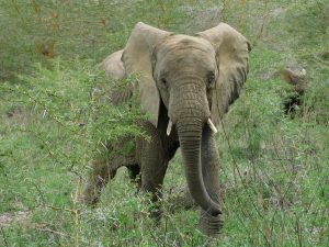 Ngasha (c) Sheldrick Wildlife Trust