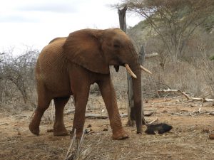 Orwa (c) Sheldrick Wildlife Trust