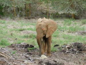 Zongoloni (c) Sheldrick Wildlife Trust