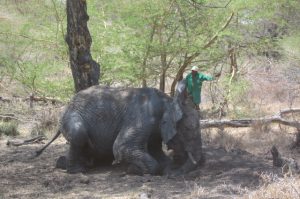 Jasiri (c) Sheldrick Wildlife Trust