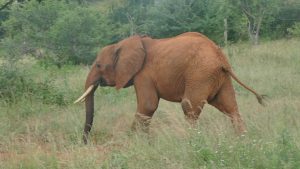 Bada (c) Sheldrick Wildlife Trust