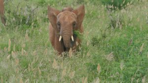 Lasayen (c) Sheldrick Wildlife Trust