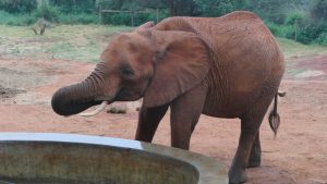 Mbirikani beim Saufen (c) Sheldrick Wildlife Trust