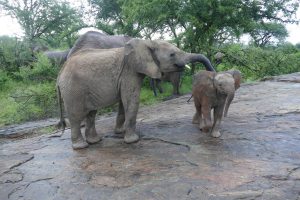 Esampu mit Lili (c) Sheldrick Wildlife Trust