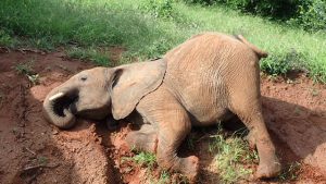 Galla (c) Sheldrick Wildlife Trust