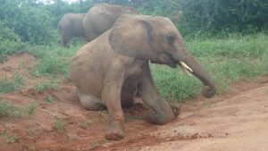 Kamok beim Spielen (c) Sheldrick Wildlife Trust