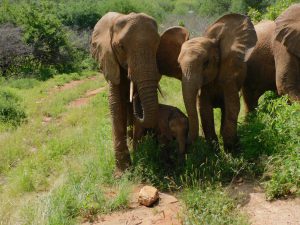 Loijuk, Lili und Roi (c) Sheldrick Wildlife Trust