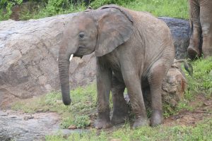 Malkia beim Schubbern (c) Sheldrick Wildlife Trust