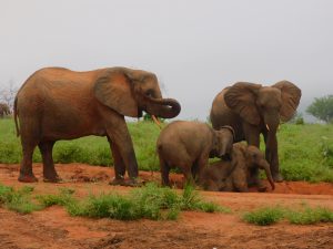 V.l.n.r.: Nasalot mit ihrem Nachwuchs Nusu, Siku (Mutter: Sunyei) und Mwende (Mutter: Mulika) (c) Sheldrick Wildlife Trust