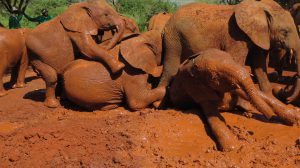 Dololo, Tagwa, Nabulu und Musiara (c) Sheldrick Wildlife Trust