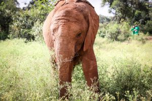 Mukkoka (c) Sheldrick Wildlife Trust