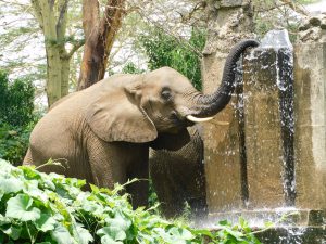Murera (c) Sheldrick Wildlife Trust