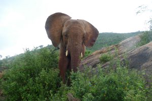 Ndotto auf dem Gipfel des Msinga-Berges (c) Sheldrick Wildlife Trust
