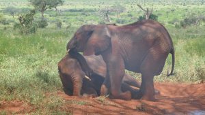 Aruba (links) und Mbegu (rechts) (c) Sheldrick Wildlife Trust