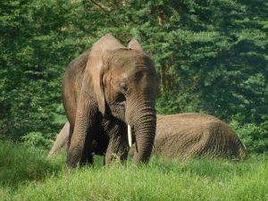 Lima Lima (c) Sheldrick Wildlife Trust