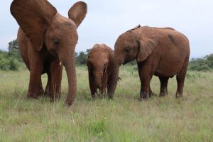 Maisha, Roho und Sattao (c) Sheldrick Wildlife Trust