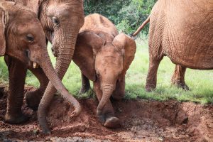 Maktao, Tagwa, Naleku (c) Sheldrick Wildlife Trust