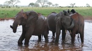Ndotto (links), Araba und Sagala (c) Sheldrick Wildlife Trust