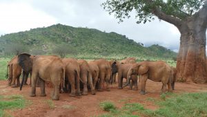 Die Waisen unter einem Affenbrotbaum (c) Sheldrick Wildlife Trust