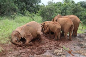 Sattao und Roho (c) Sheldrick Wildlife Trust