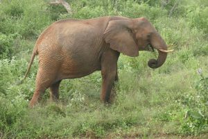 Lualeni (c) Sheldrick Wildlife Trust