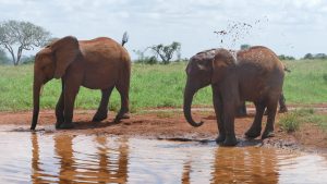 Mashariki und Embu (c) Sheldrick Wildlife Trust