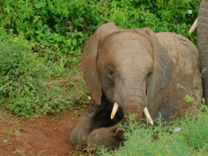 Pare beim Spielen (c) Sheldrick Wildlife Trust
