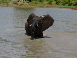 Tusuja spielt im Wasser (c) Sheldrick Wildlife Trust