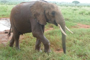 Nelion kommt aus dem Wasser (c) Sheldrick Wildlife Trust