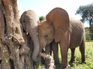 Maisha und Enkesha (c) Sheldrick Wildlife Trust