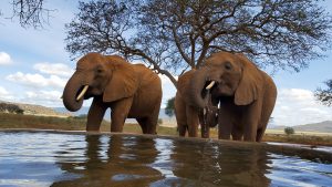 V.l.n.r.: Mudanda, Ndotto und Rorogoi (c) Sheldrick Wildlife Trust