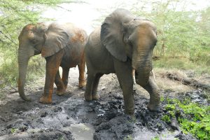 Murera und Faraja (c) Sheldrick Wildlife Trust