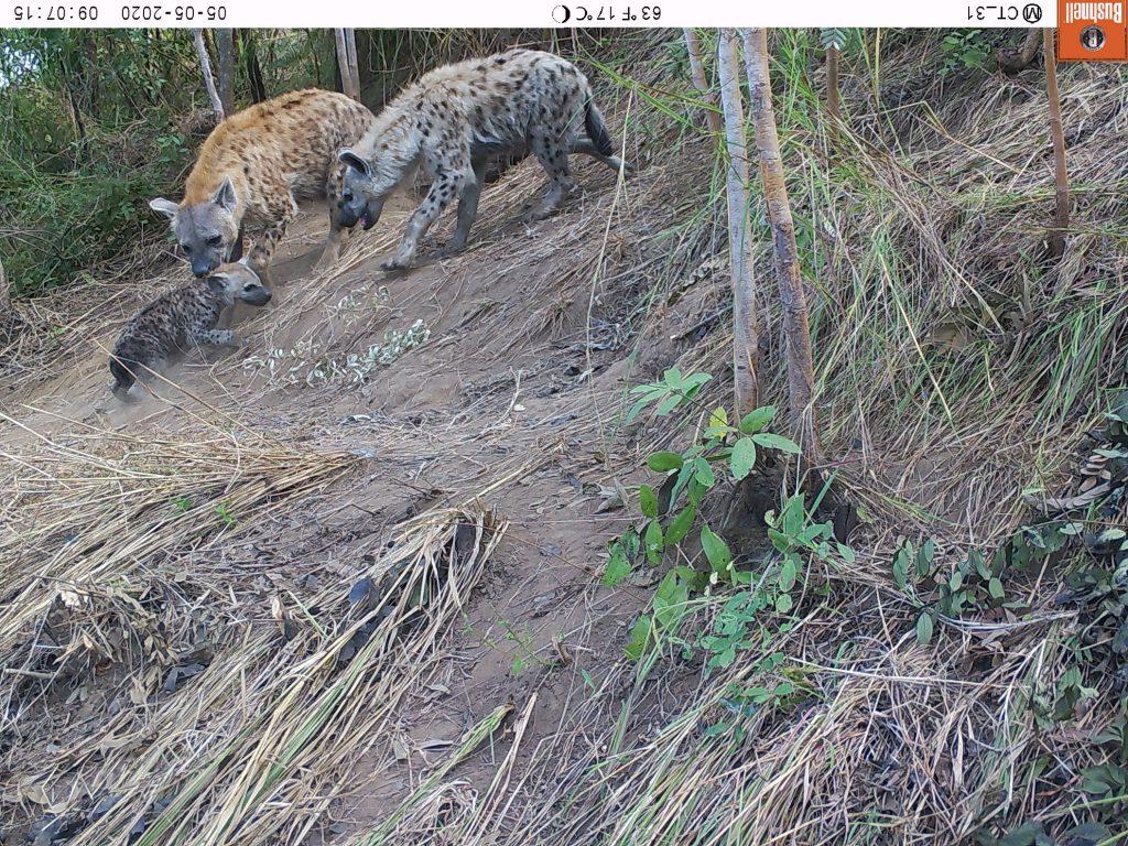 Tüpfelhyänen sammeln ihren Nachwuchs ein. (c) Wildlife Action Group