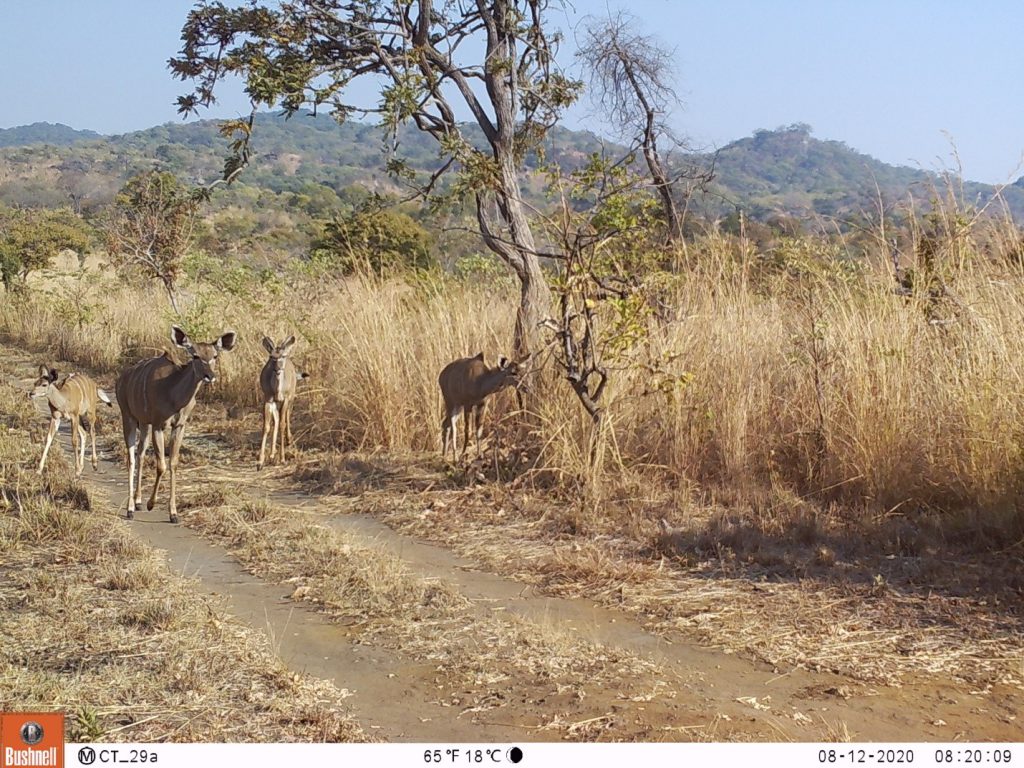 Die Population der Kudu-Antilopen steigt stetig an und viele Herden haben Kälber. (c) Wildlife Action Group