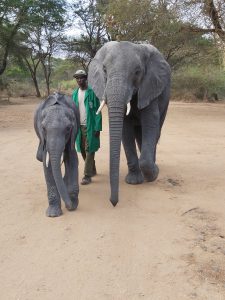 Luggard und Murera mit ihrem Keeper (c) Sheldrick Wildlife Trust