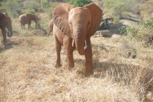 Araba (c) Sheldrick Wildlife Trust